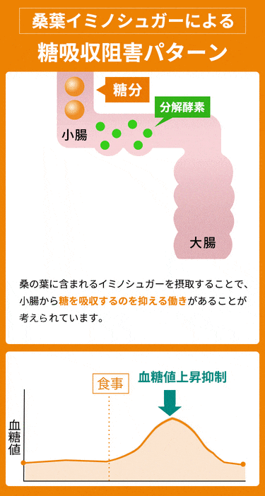 桑葉イミノシュガーによる糖吸収阻害パターン